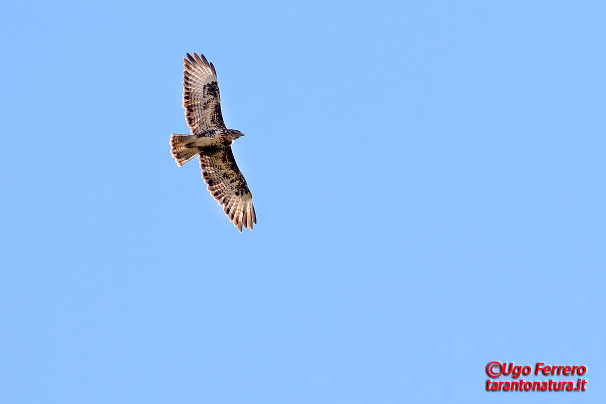 Rapace da identificare, grazie !